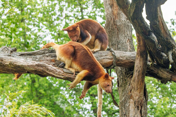 Goodfellow's Tree Kangaroo, portrait of very cute rare red animal.