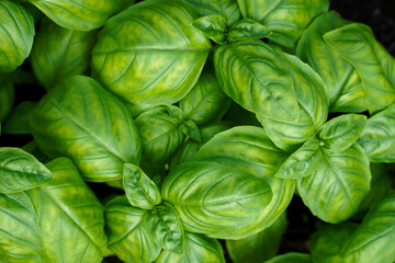 fresh basil leaves in garden. basil leaves closeup. green background basil leaf texture. growing...