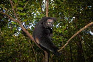 Lemur Indri indri, babakoto largest lemur from Madagascar