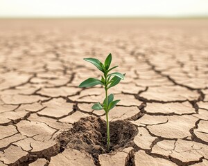 Resilient Green Plant Emerging from Cracked Earth Symbol of Hope and Renewal in Arid Landscape