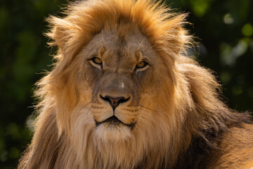 close-up image of a lion's head. expression is calm and majestic, showing off the fine details of its fur and features.