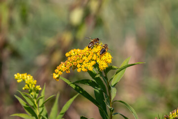 Field plants on a sunny September day. Landscape in the countryside.
