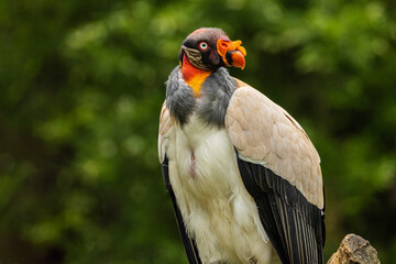 Portrait of king vulture with strict look