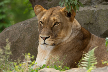 portrait of an adult beautiful lioness resting on a large stone.