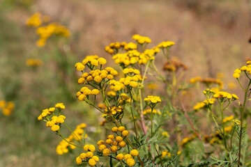 Field plants on a sunny September day. Landscape in the countryside.