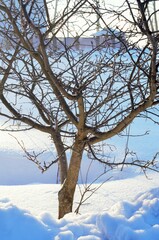 Spring came. Trees in the park without leaves in early spring