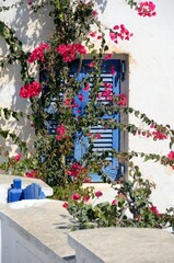 Casa y buganvilla en Oia, isla de Santorini, Grecia