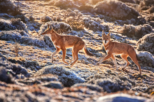 Ethiopian Wolves in Bale Mountains Plateau, Ethiopia &ndash; Rare Endangered Species in High-Altitude Habitat, Ideal for Wildlife and Nature Conservation Themes.