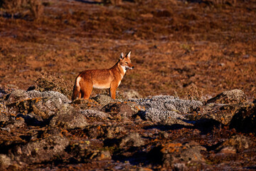 Endangered, Very Rare Ethiopian Wolf in the Rocky Highlands of Bale Mountains, Standing in Its Natural Habitat at Sunrise.