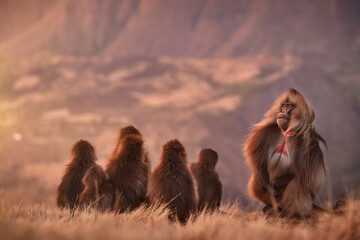 A family of Gelada Baboons,Theropithecus gelada in the  Simien mountains, capturing the close family bond in a natural environment, perfect for content dedicated to wildlife and nature. Ethiopia.