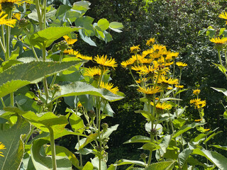 Inula Helenium