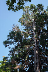 giant sequoia tree in Botanical Garden in Tbilisi, Georgia