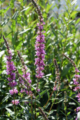 Obraz premium Loosestrife, Lythrum salicaria
