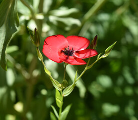 Red flax, Linum grandiflorum