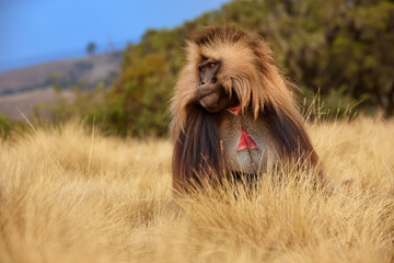 Gelada Baboon, Theropithecus gelada Eating Plants in Simien Mountains, Ethiopia – Majestic Wildlife Scene in Natural Habitat. 