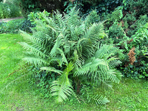  Worm fern, Dryopteris filix-mas