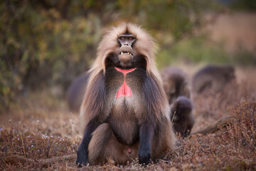 Direct view of Dominant male of Gelada Baboon, Theropithecus gelada in the Ethiopian Highlands, Perfect for Wildlife and Conservation Content. Simien Mountains, Ethiopia.