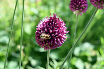 Ornamental Lily, Allium