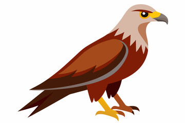 Rough-legged buzzard bird vector illustration