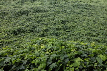 Wall of kudzu