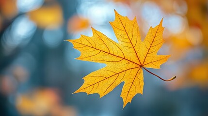 Obraz premium A sharp focus on a vibrant yellow leaf against a softly blurred backdrop of foliage in the foreground