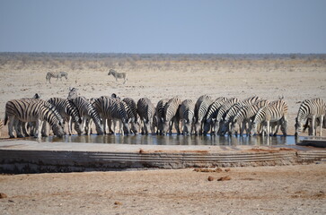 Zebras drinking in africa