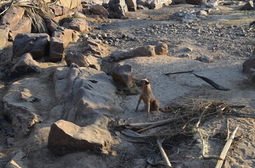 Stray dog sitting in africa