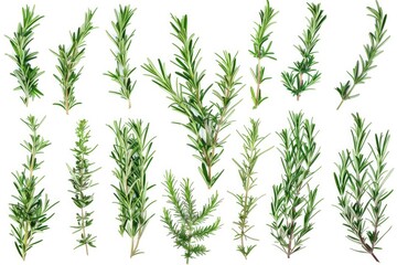 Fototapeta premium Fresh rosemary sprigs arranged on a clean white background, perfect for use in still life or nature-inspired compositions