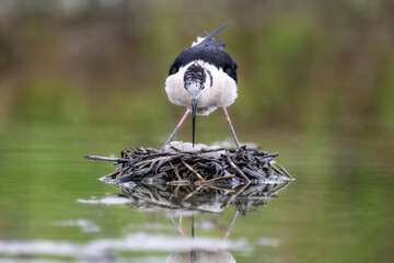 A black-winged stilt breeding on a nest