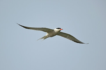 Obraz premium Flussseeschwalbe // Common tern (Sterna hirundo) - Bulgaria