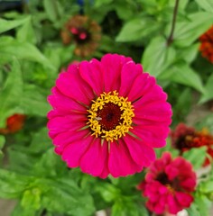 Closeup view of Zinnia pumila blooms in a garden 