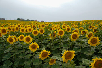 Fototapeta premium field of sunflowers. sunflower crop.