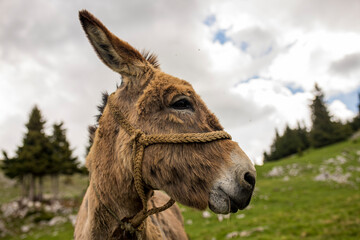 Close up of a Donkey in a mountain field