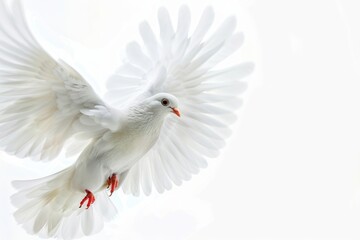 Obraz premium A serene moment of a white dove soaring through the sky, wings spread wide