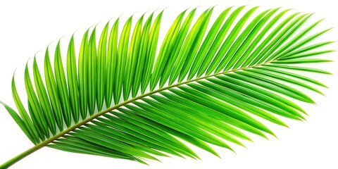 Obraz premium Lush Green Palm Branch Isolated on White Background for Tropical and Natural Themed Designs