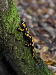 Salamander 