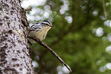 A curious black and white warbler perched on the branch of a tree in the woods during August in Newfoundland, Canada.