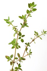 A single plant with green leaves on a white background, ideal for use in designs about nature, simplicity, and freshness