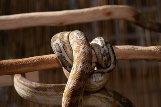 Super Caramel Coastal Carpet Python (Morelia spilota mcdowelli)