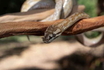 Naklejka premium Super Caramel Coastal Carpet Python (Morelia spilota mcdowelli)
