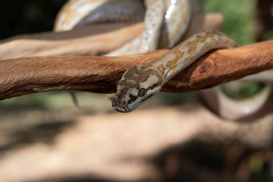 Super Caramel Coastal Carpet Python (Morelia spilota mcdowelli)