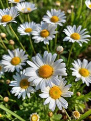 Obraz premium Cheerful daisies blooming in a sunny meadow.