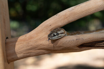 Super Caramel Coastal Carpet Python (Morelia spilota mcdowelli)