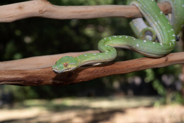 Designer Green Tree Python (Aru x Biak)
