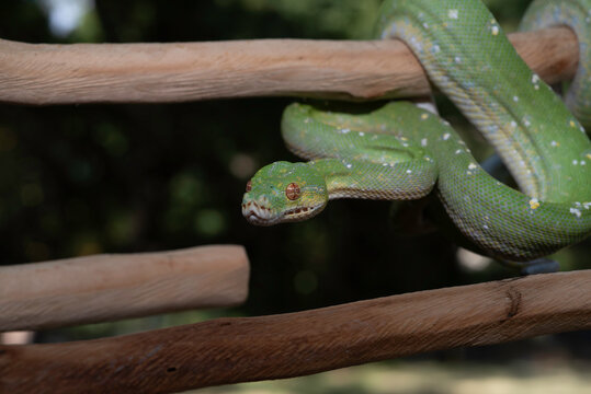 Designer Green Tree Python (Aru x Biak)