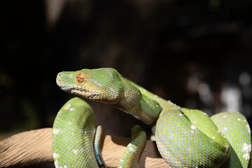 Designer Green Tree Python (Aru x Biak)