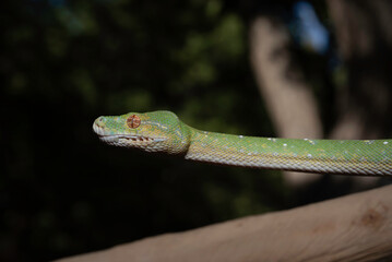 Designer Green Tree Python (Aru x Biak)