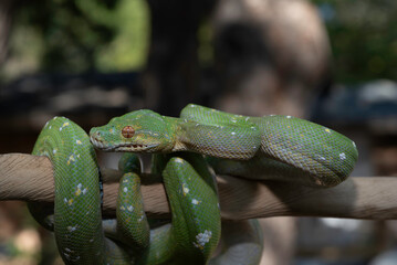 Designer Green Tree Python (Aru x Biak)