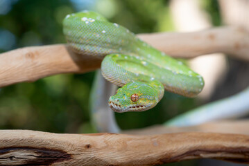 Designer Green Tree Python (Aru x Biak)
