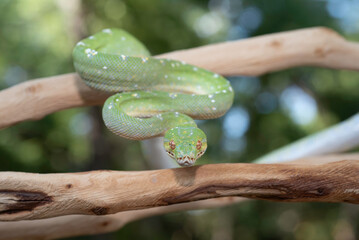 Designer Green Tree Python (Aru x Biak)